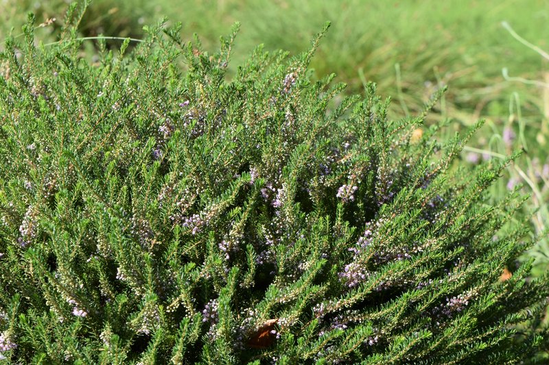 Cornish Heath photo 8