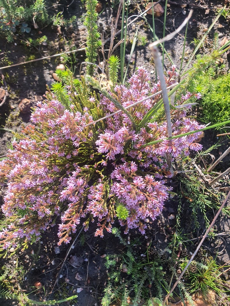 Erica venustiflora subsp. venustiflora