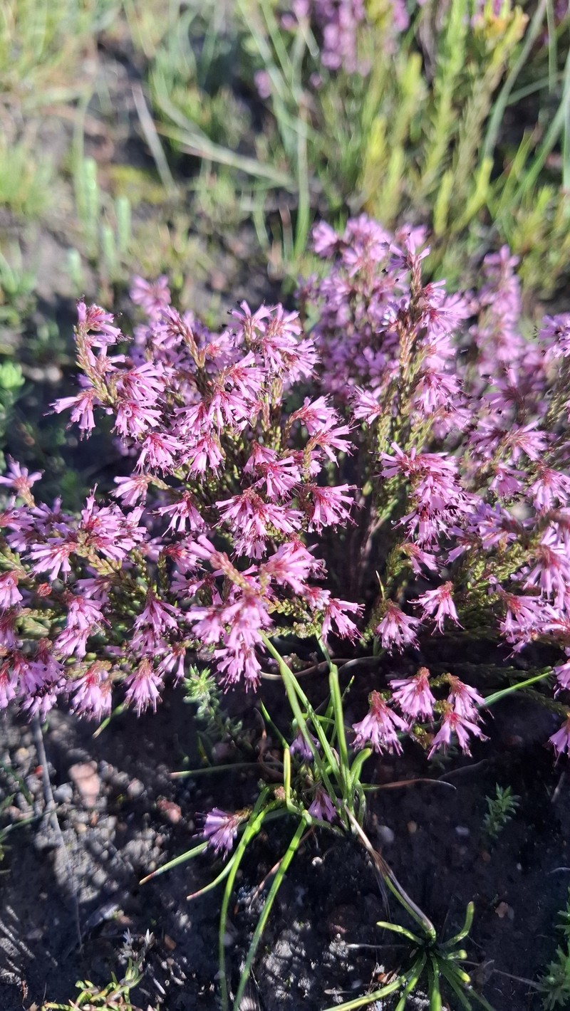 Erica venustiflora subsp. venustiflora photo 2