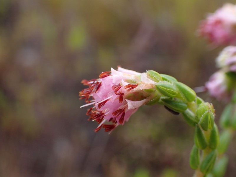 Erica venustiflora subsp. venustiflora photo 3