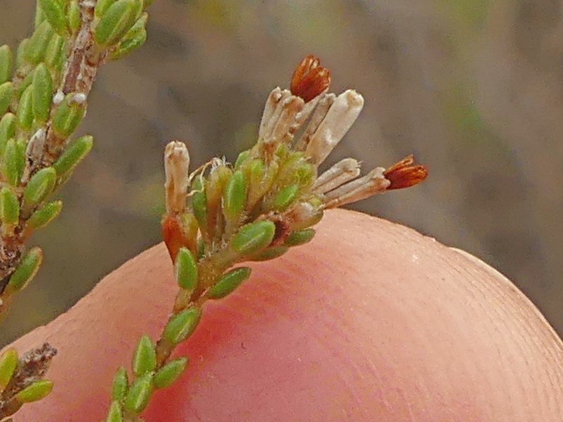 Erica venustiflora subsp. venustiflora photo 4