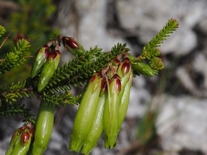 Erica viridiflora subsp. viridiflora