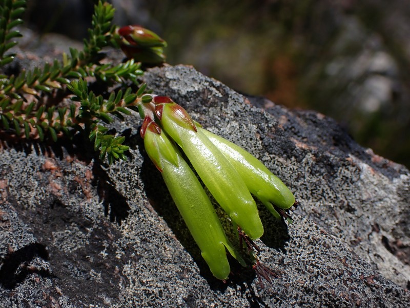 Erica viridiflora subsp. viridiflora photo 2