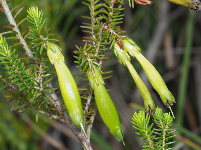 Erica viridiflora subsp. viridiflora photo 4