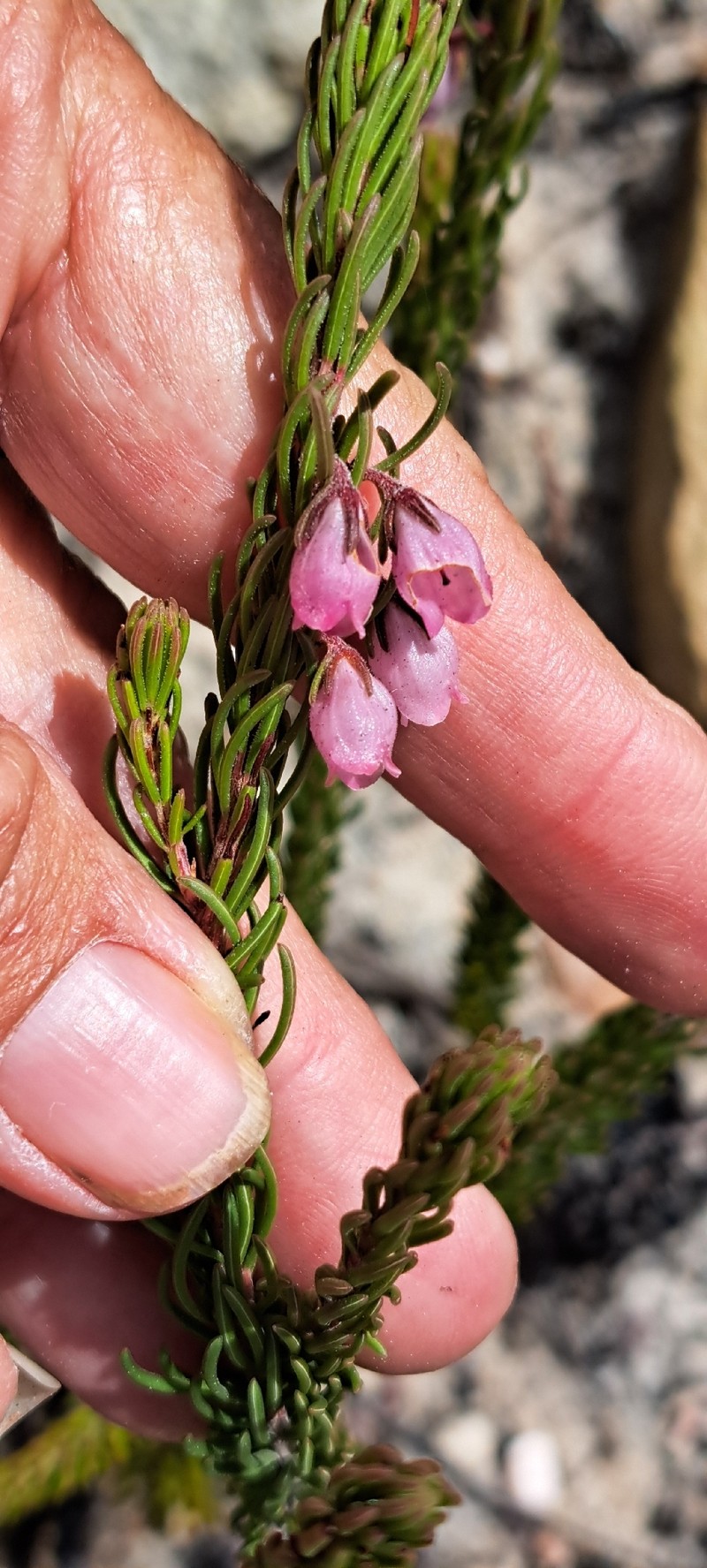Erica viscaria subsp. viscaria