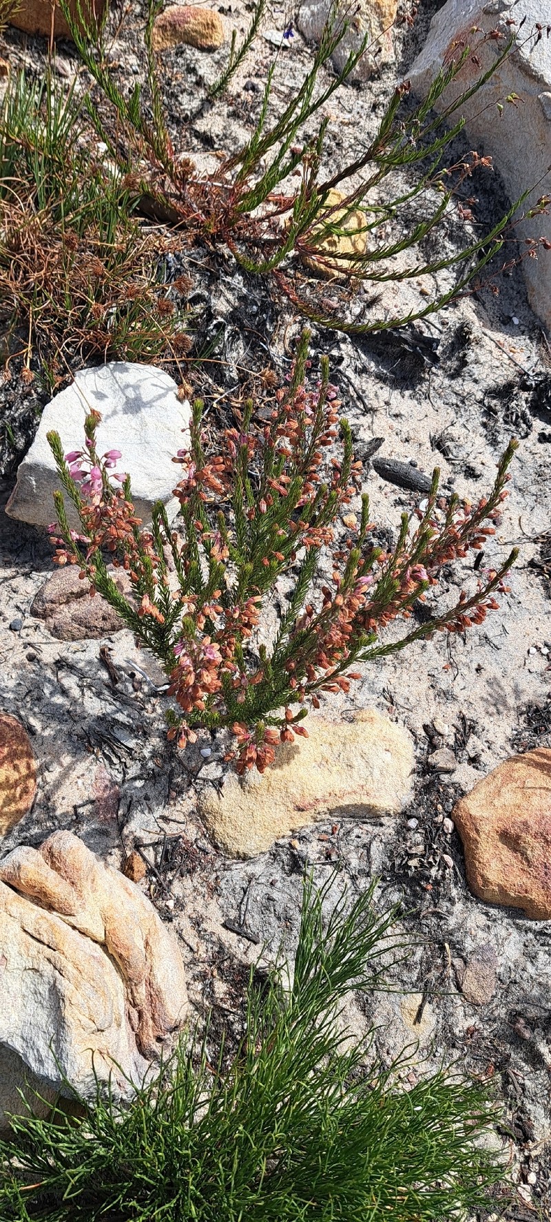 Erica viscaria subsp. viscaria photo 2