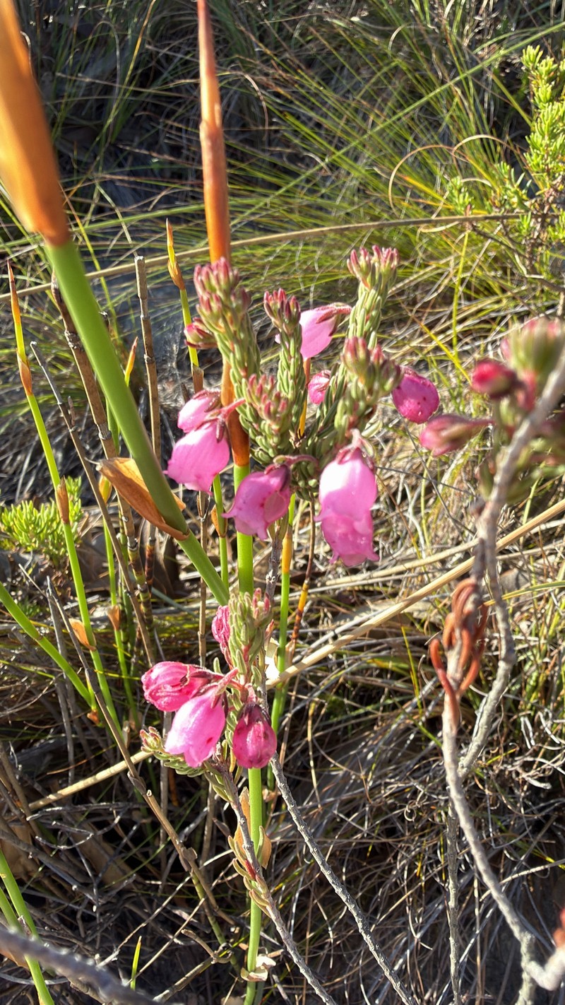 Erica viscaria subsp. viscaria photo 3