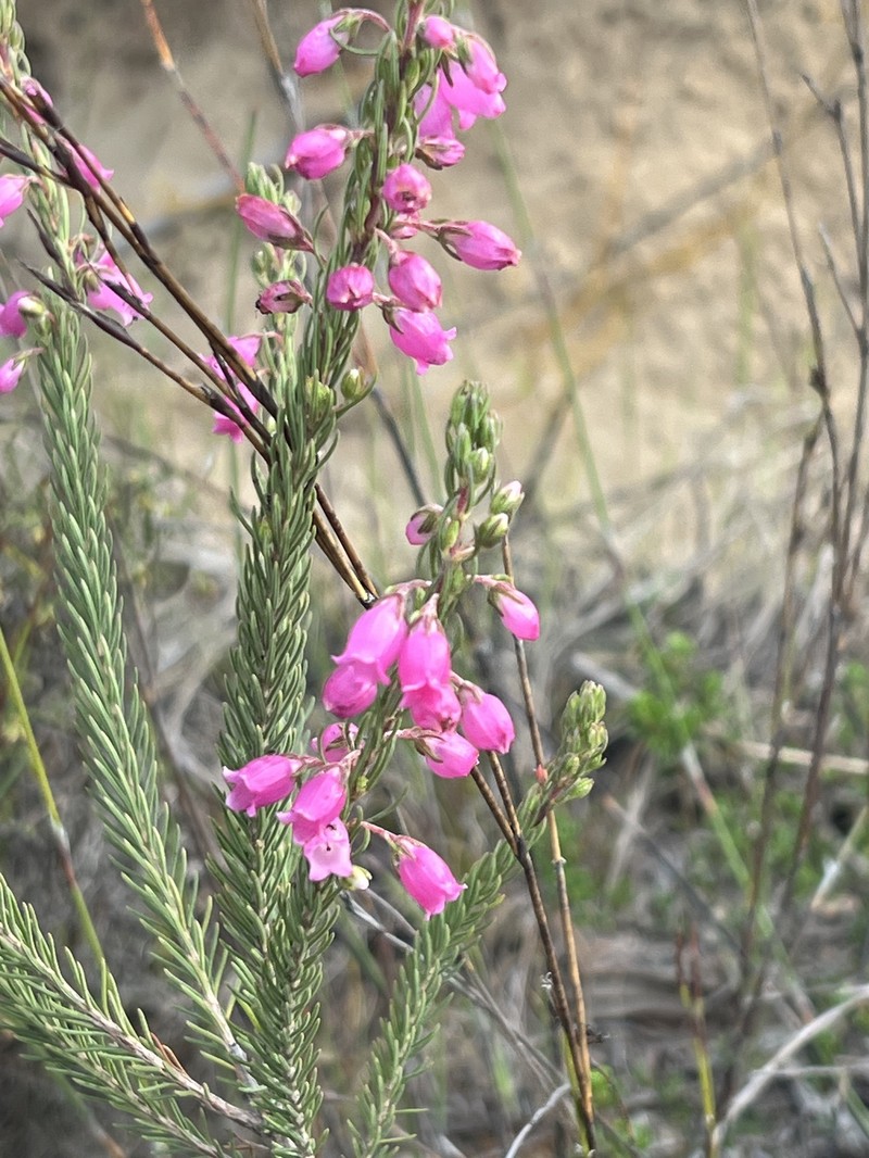 Erica viscaria subsp. viscaria photo 4