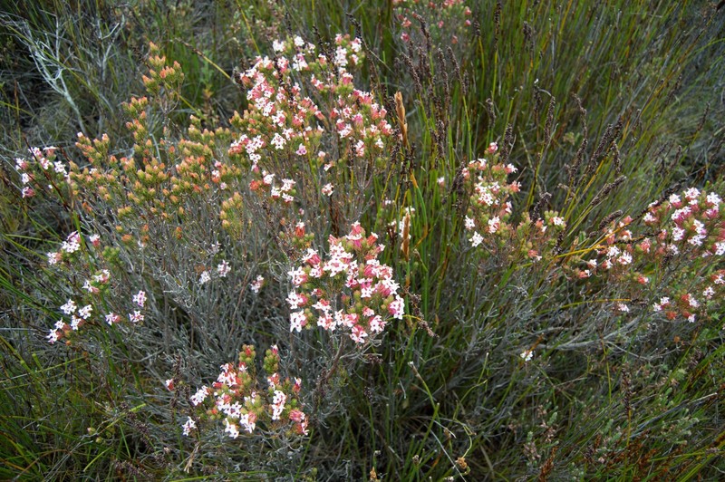 Erica walkeria var. walkeria