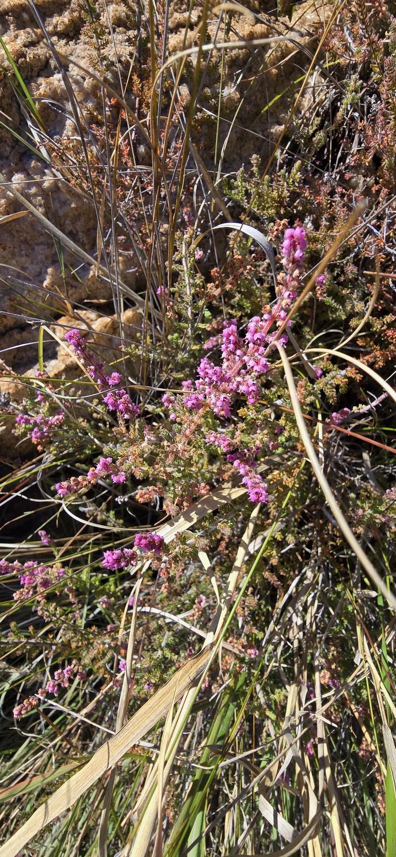 Erica woodii subsp. woodii