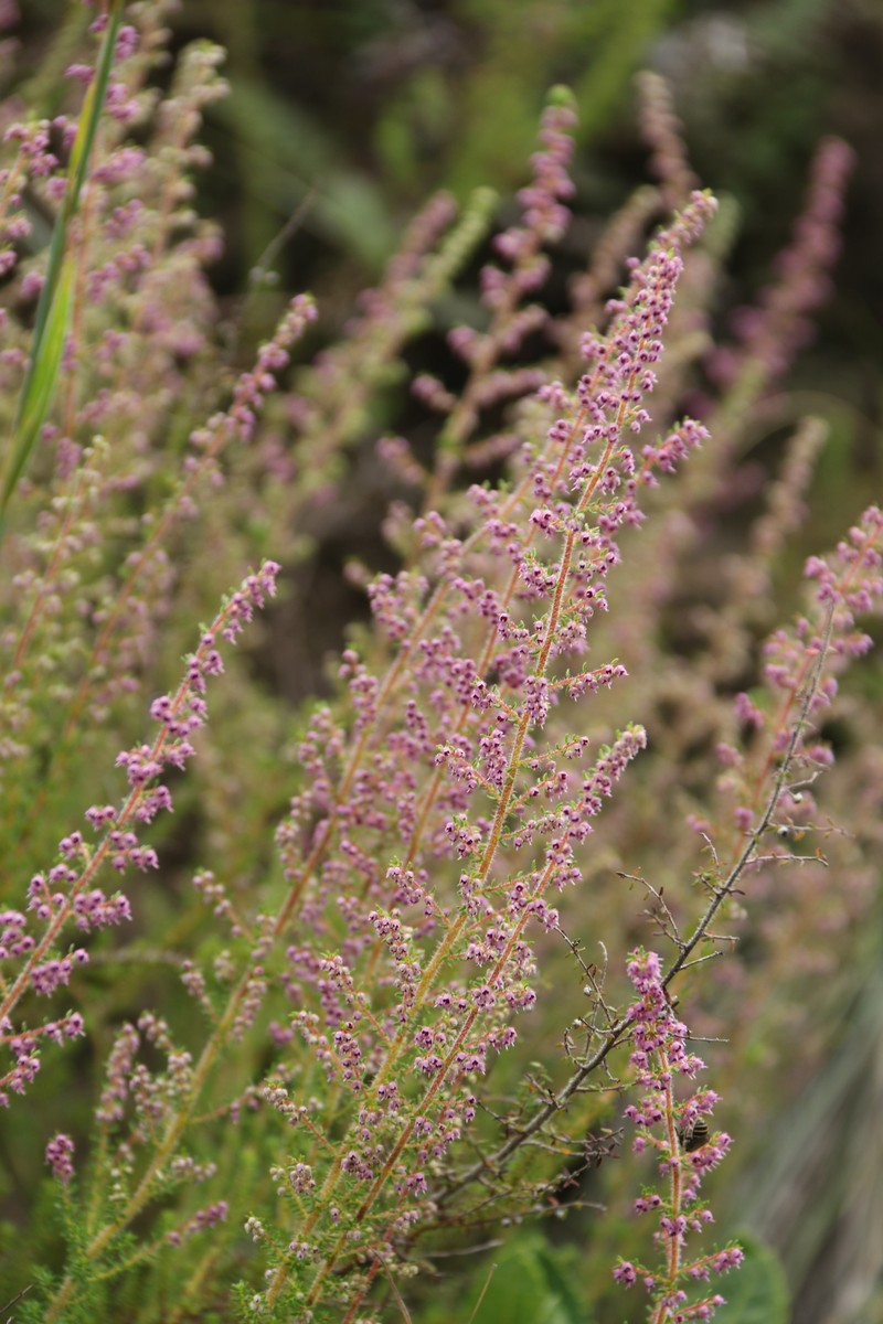 Erica woodii subsp. woodii photo 2