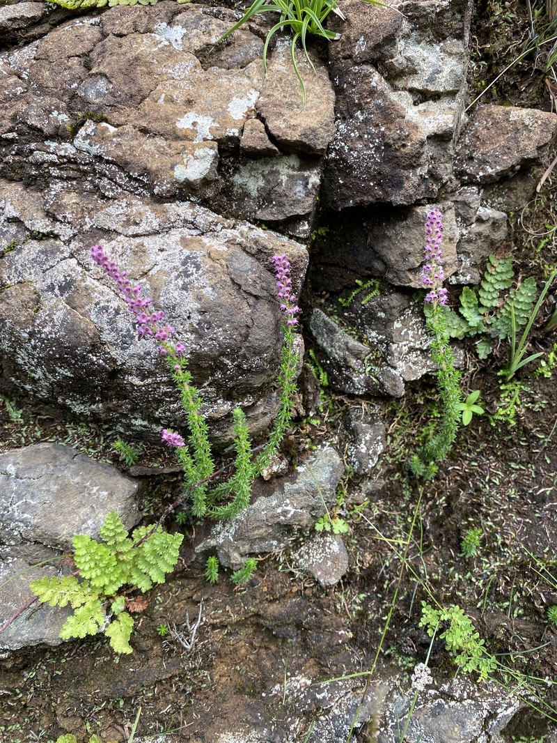 Erica woodii subsp. woodii photo 4