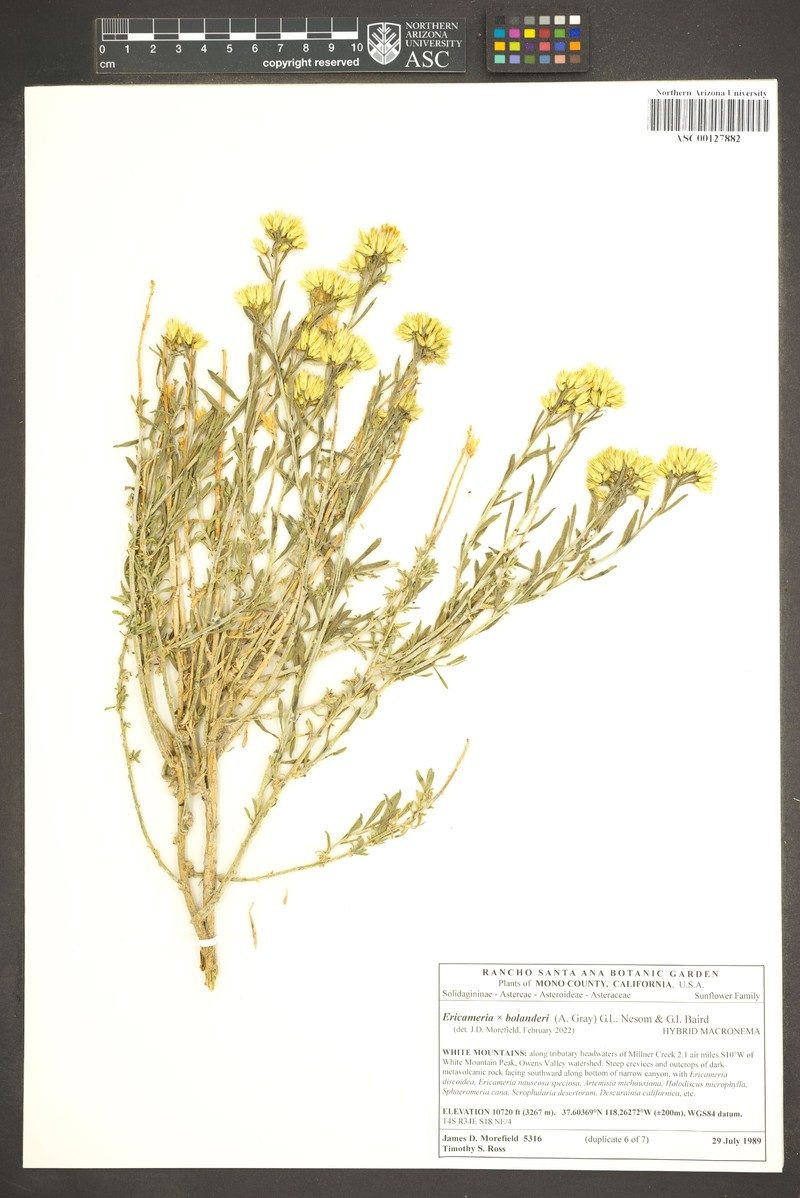 Goldenbush photo 3
