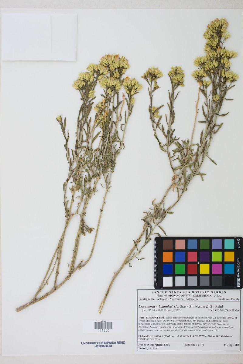 Goldenbush photo 4