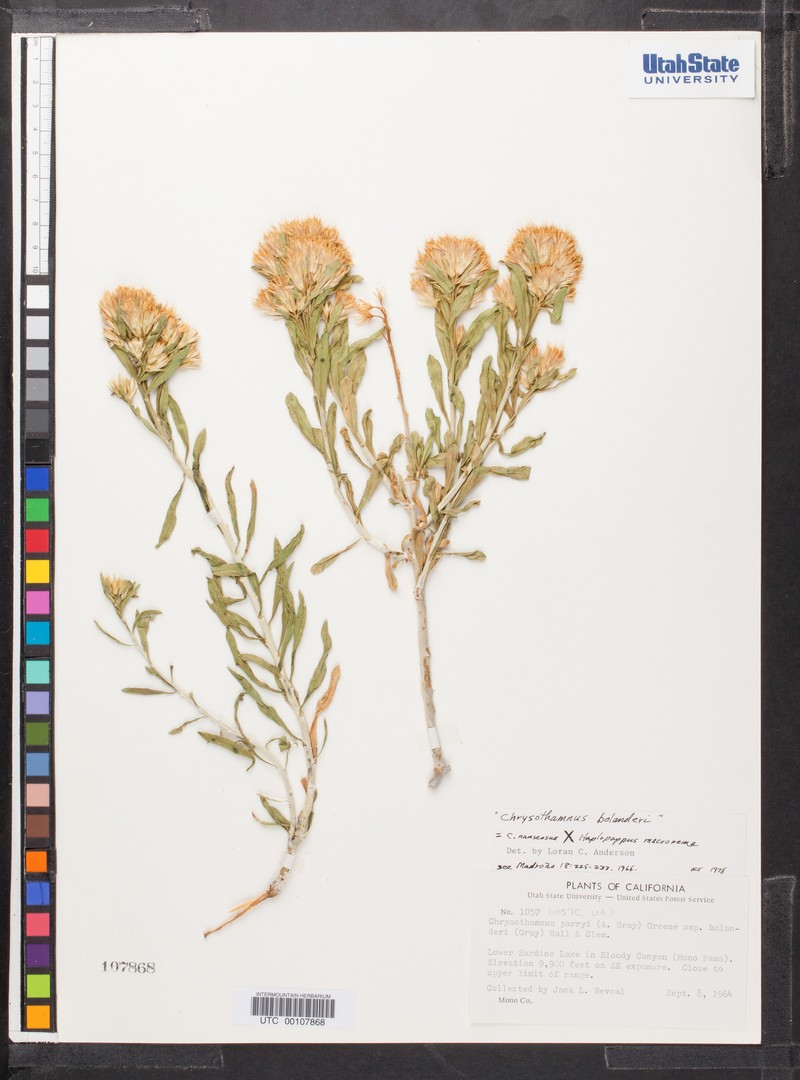 Goldenbush photo 5