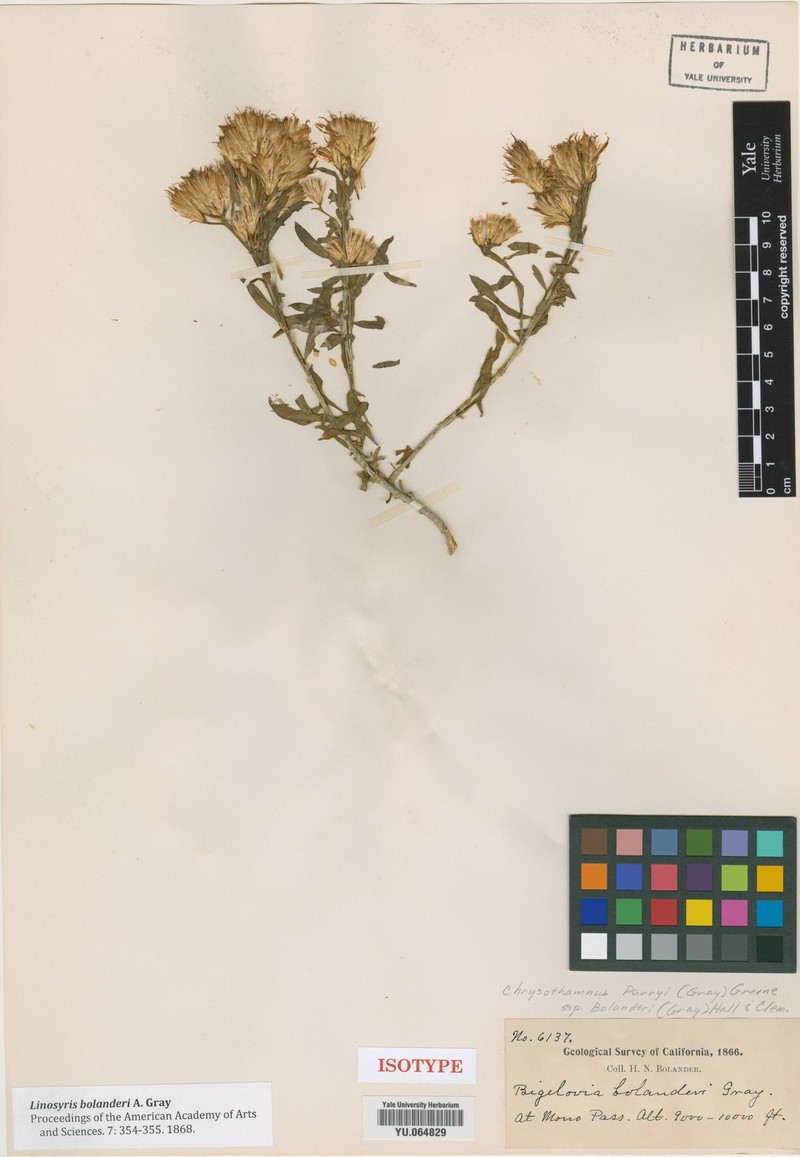 Goldenbush