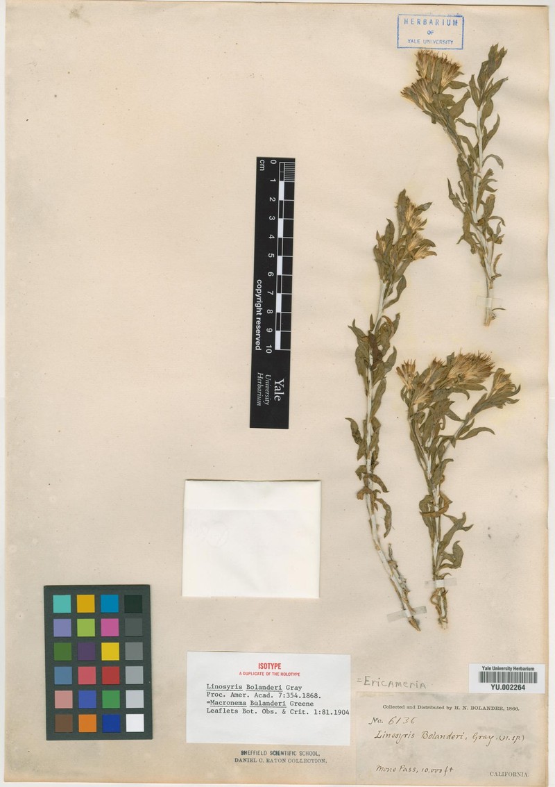 Goldenbush photo 2
