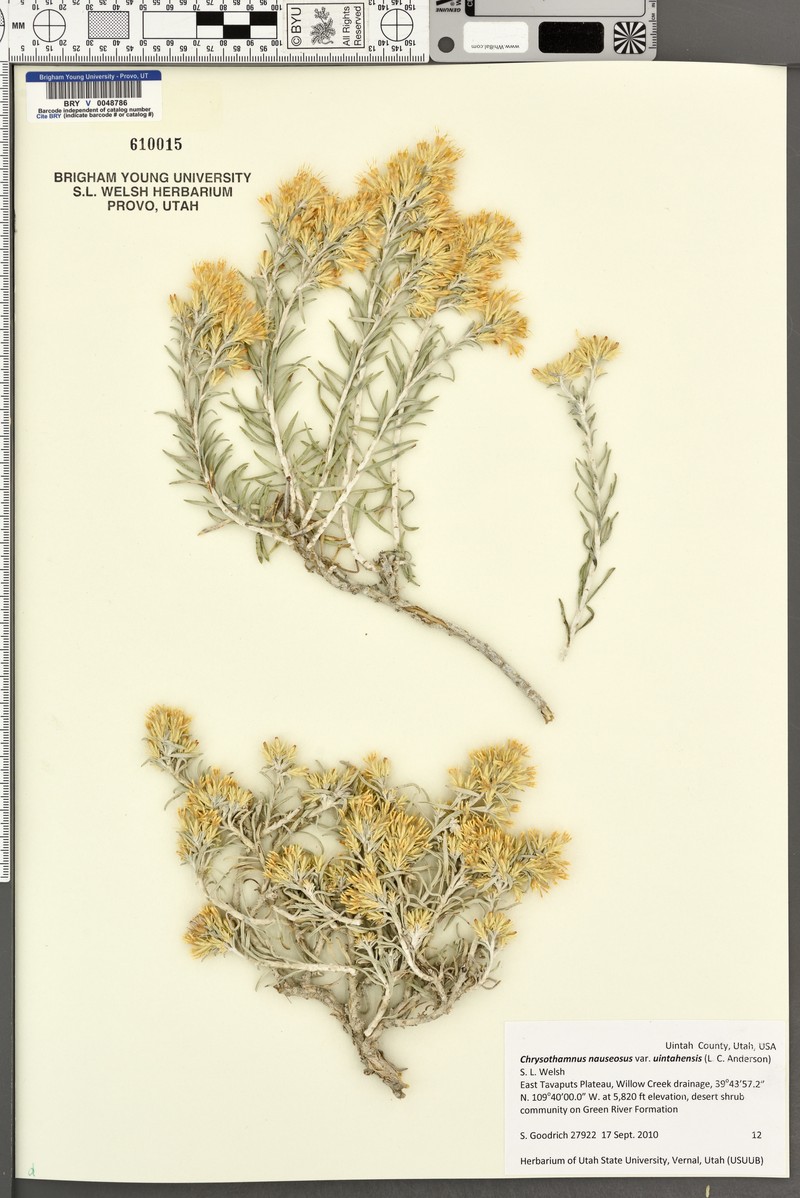 Goldenbush