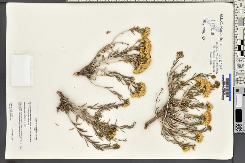 Goldenbush photo 2