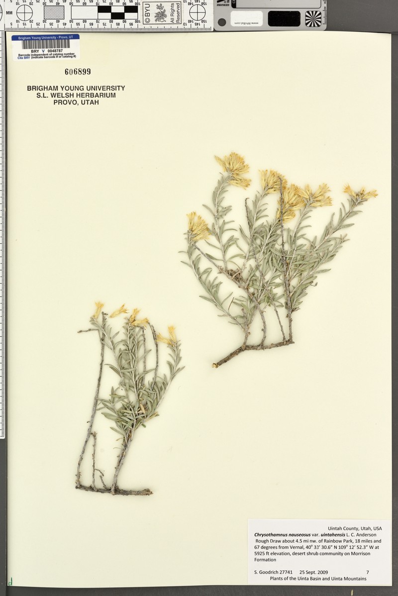 Goldenbush photo 3