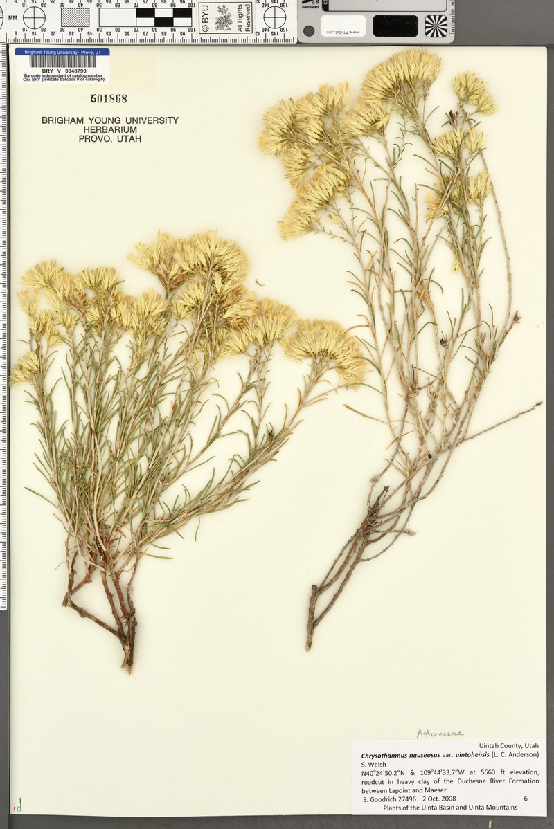 Goldenbush photo 4