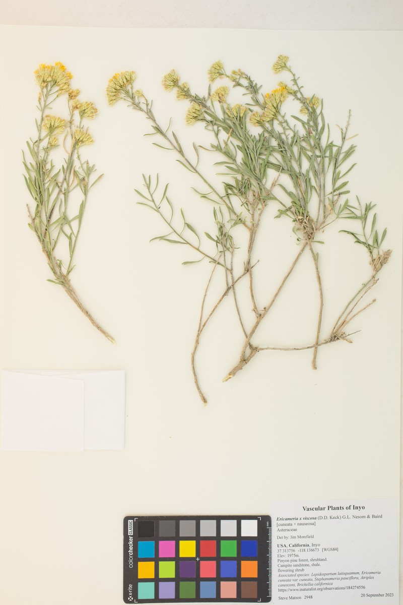 Goldenbush photo 3