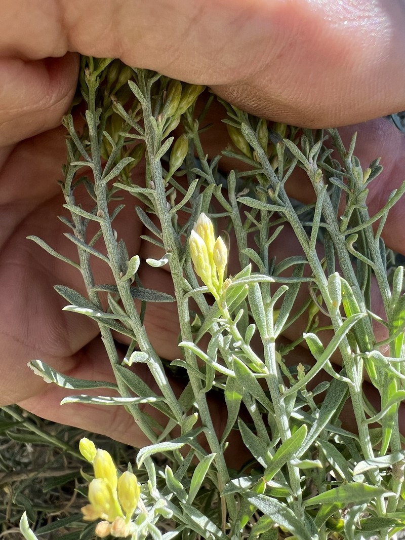 Goldenbush