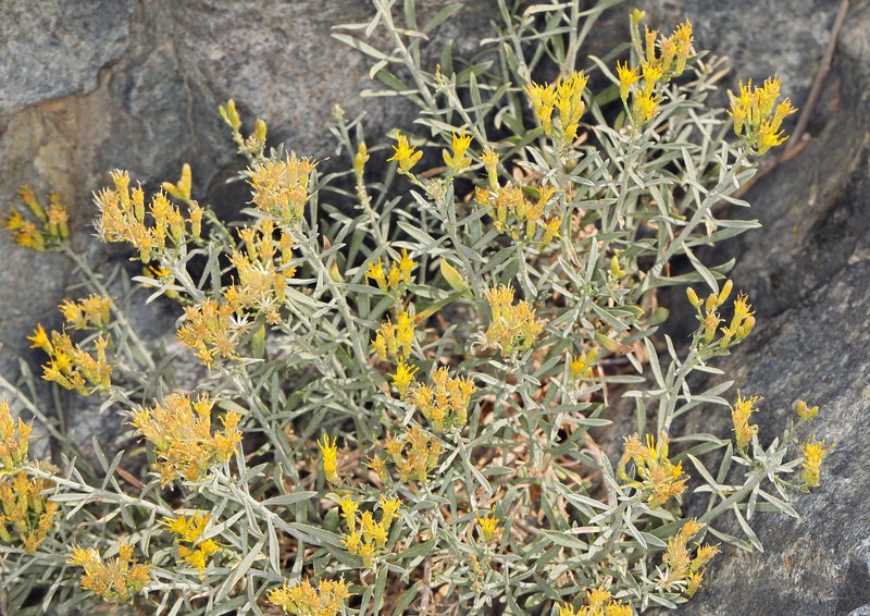 Goldenbush photo 2