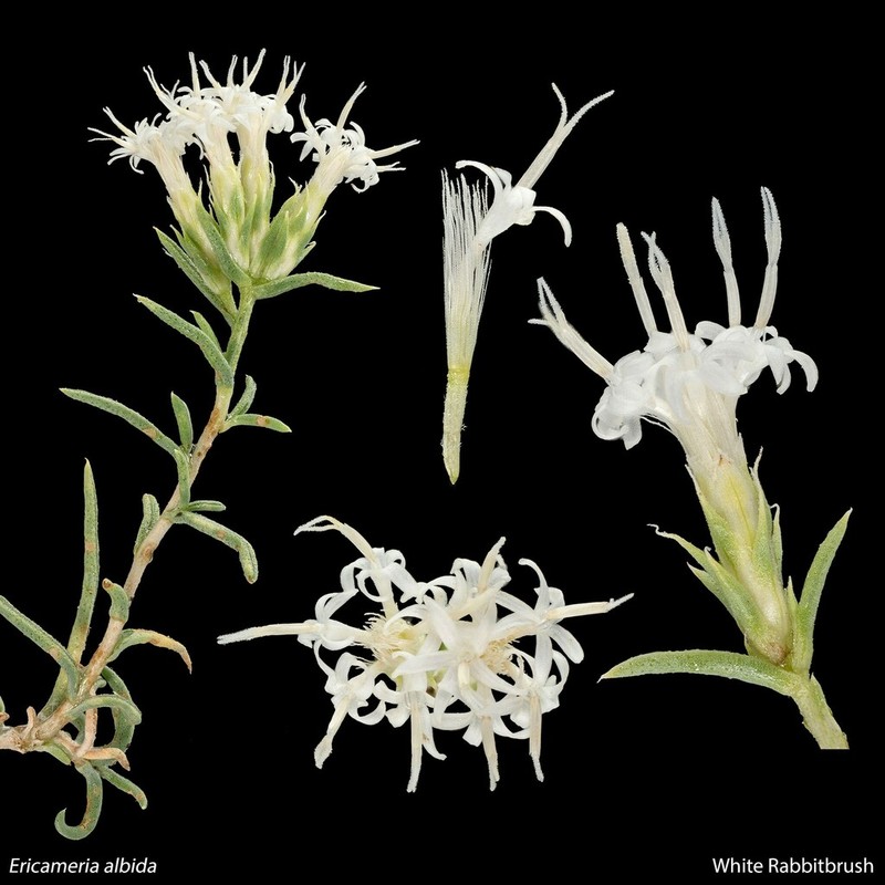 Whiteflower Rabbitbrush