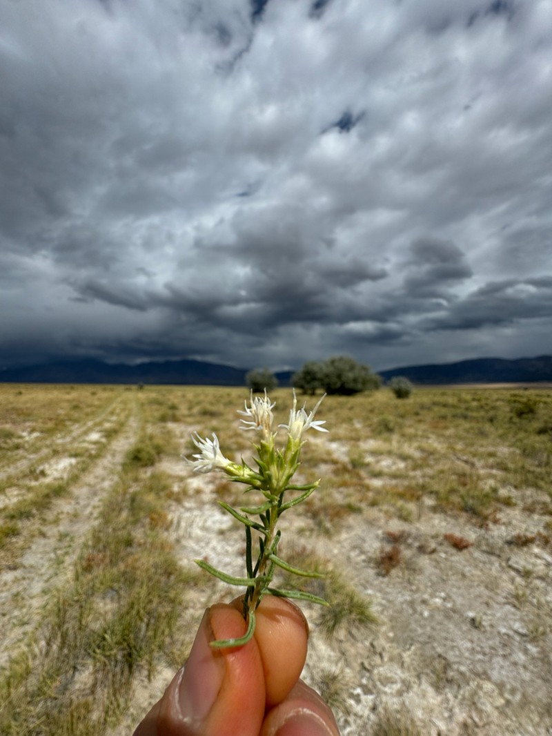Whiteflower Rabbitbrush photo 2