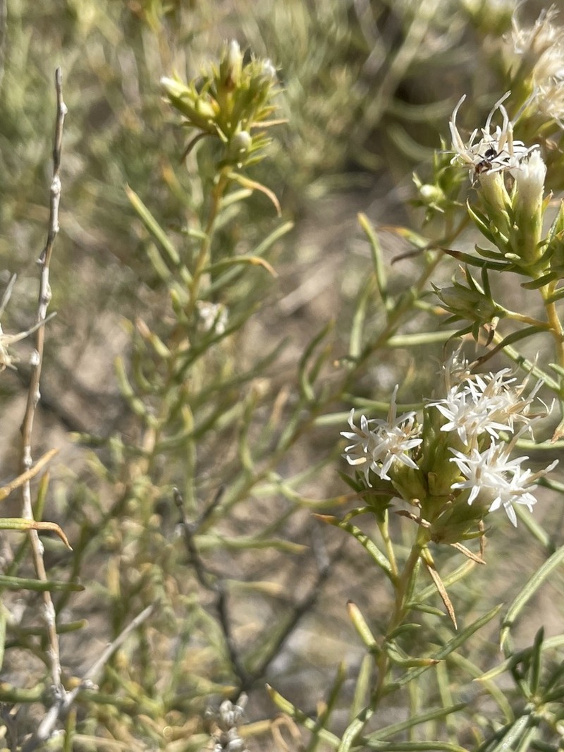 Whiteflower Rabbitbrush photo 3