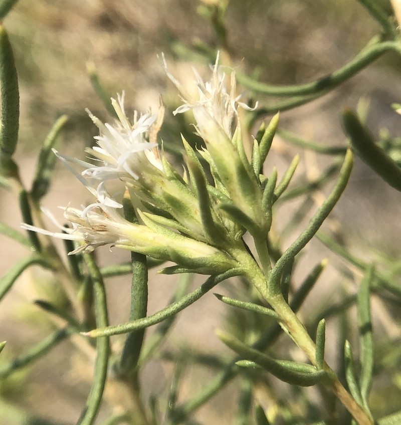 Whiteflower Rabbitbrush photo 4