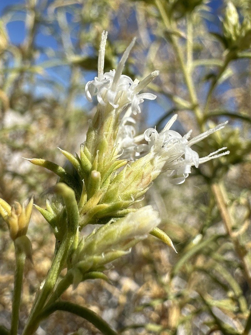 Whiteflower Rabbitbrush photo 5