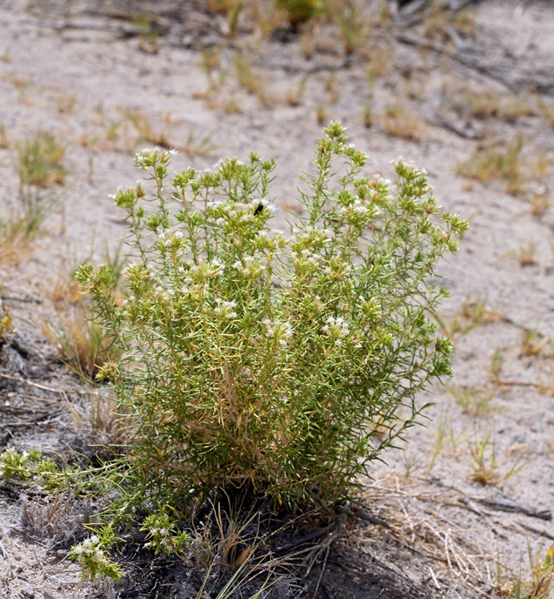Whiteflower Rabbitbrush photo 6