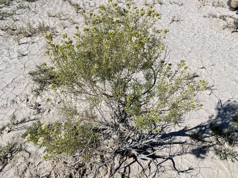 Whiteflower Rabbitbrush photo 7