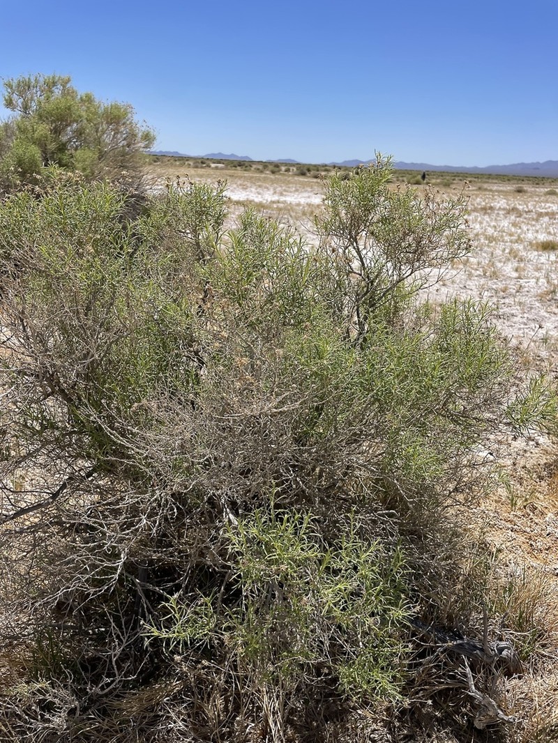 Whiteflower Rabbitbrush photo 8