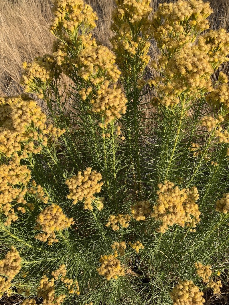Goldenfleece
