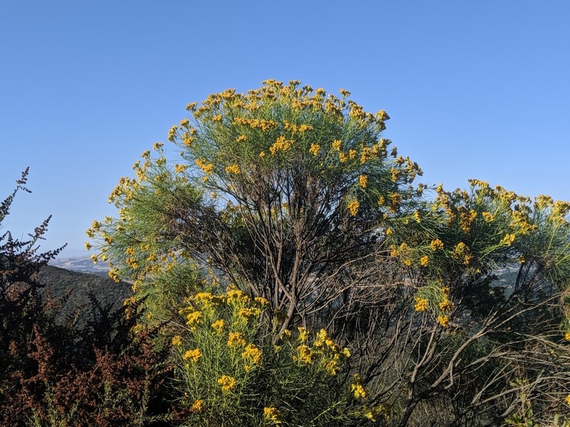 Goldenfleece photo 2