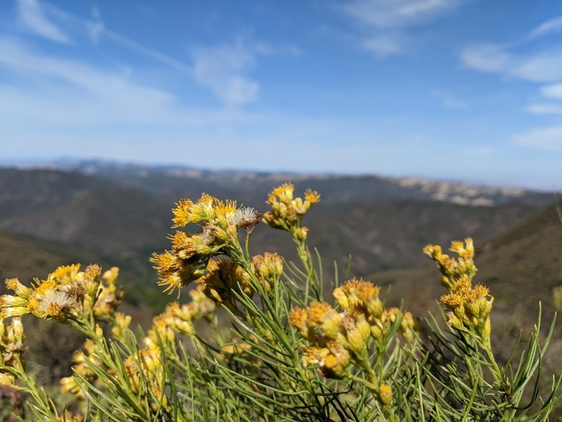 Goldenfleece photo 4