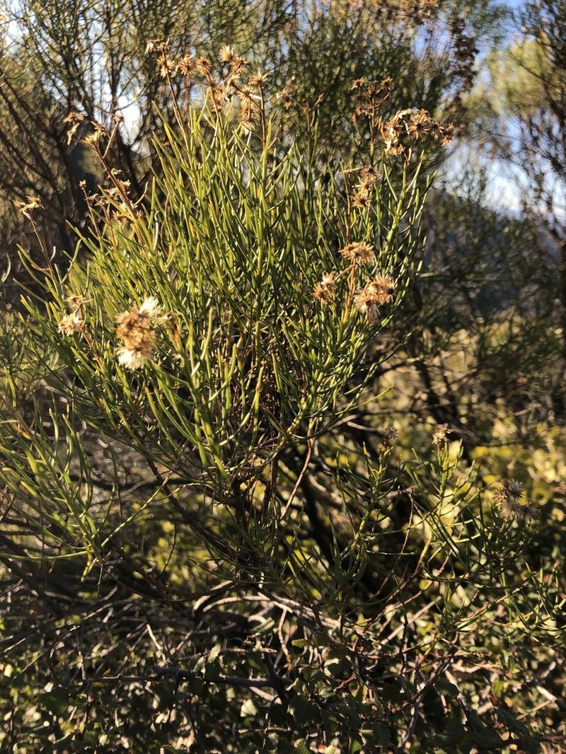 Goldenfleece photo 6