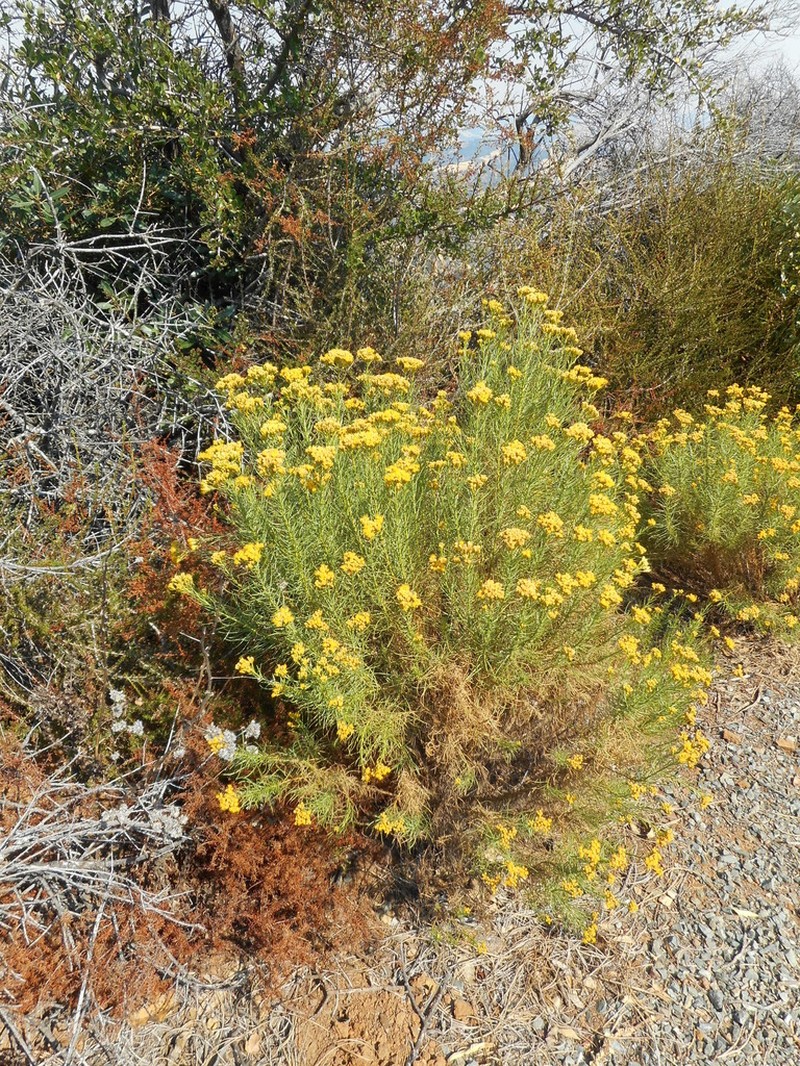 Goldenfleece photo 7