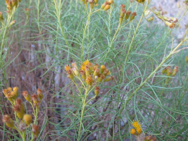 Goldenfleece photo 8