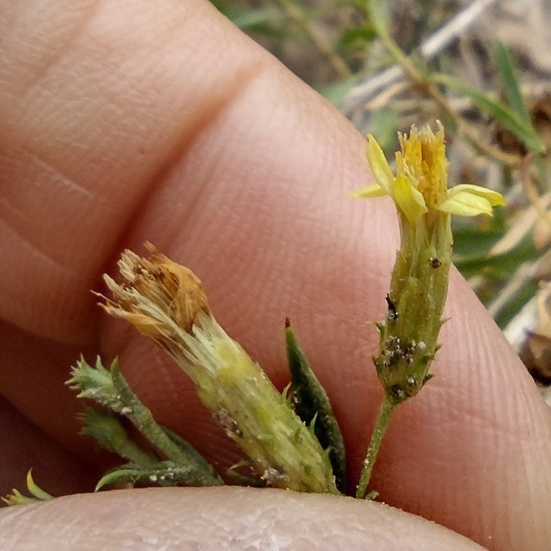 Ericameria arizonica