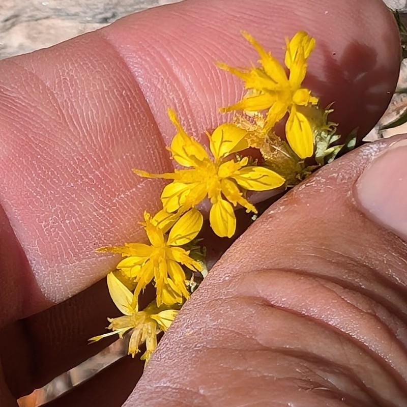 Ericameria arizonica photo 2