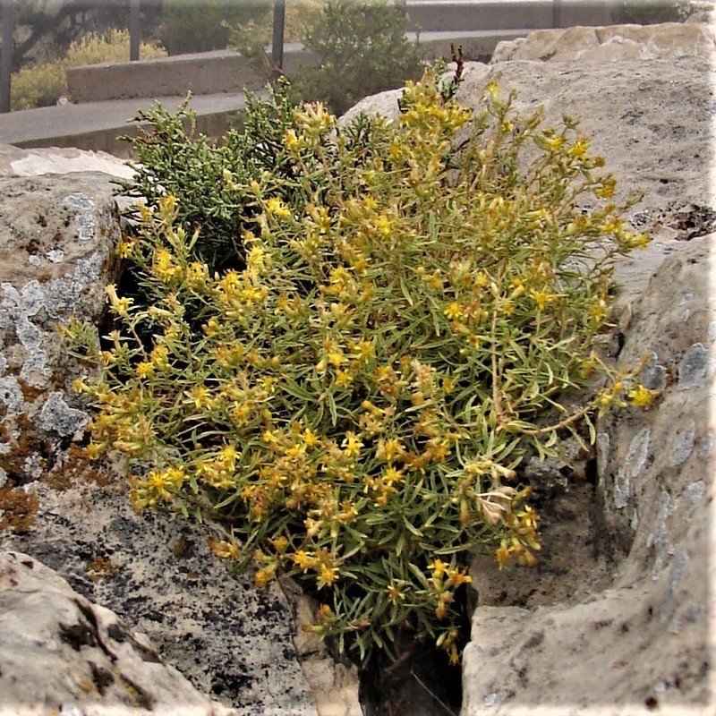 Ericameria arizonica photo 3