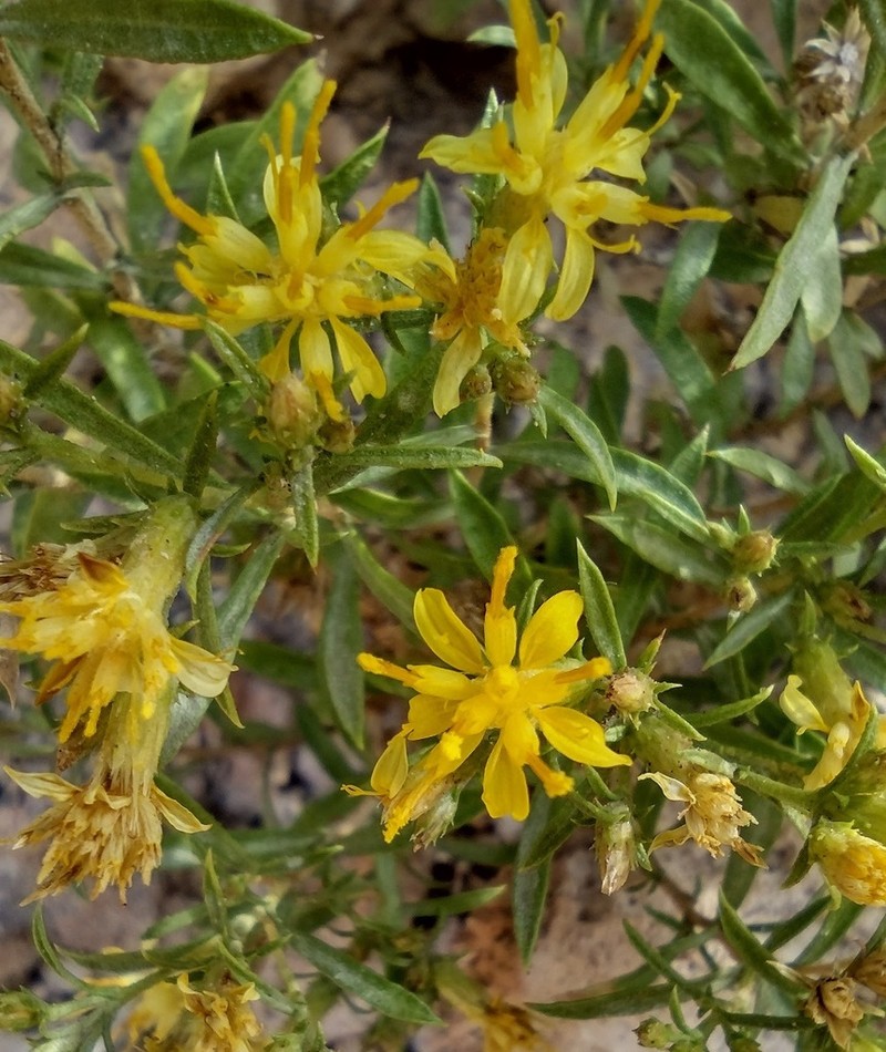 Ericameria arizonica photo 4