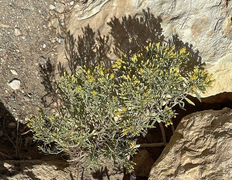 Ericameria arizonica photo 5