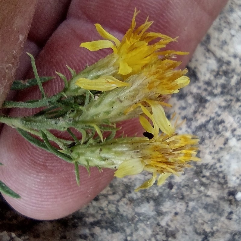 Ericameria arizonica photo 6