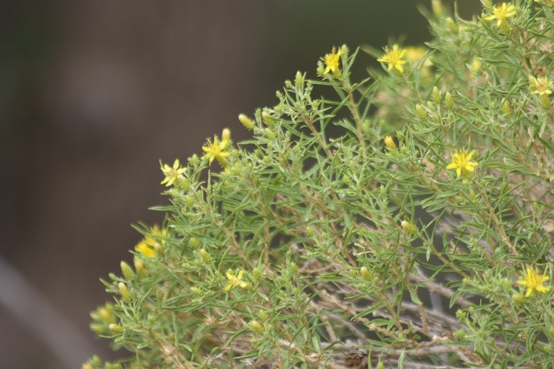 Ericameria arizonica photo 7