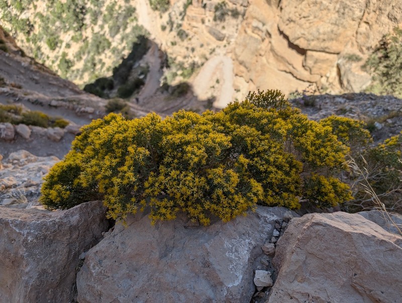 Ericameria arizonica photo 8